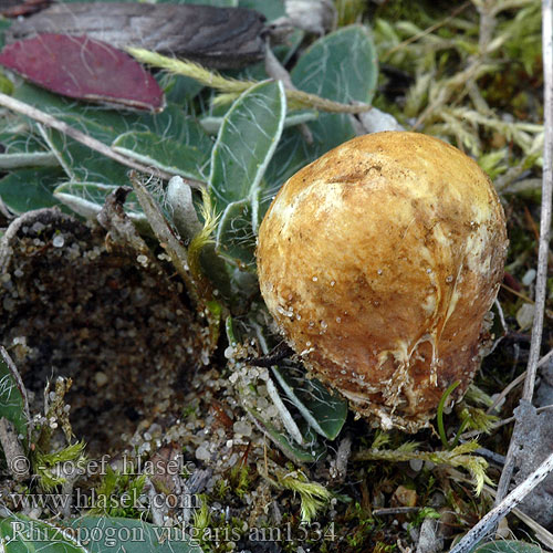 Rhizopogon vulgaris am1534