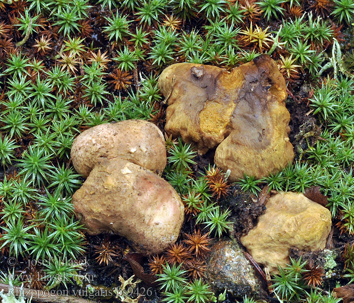 Rhizopogon vulgaris Kořenovec tenkovýtrusý