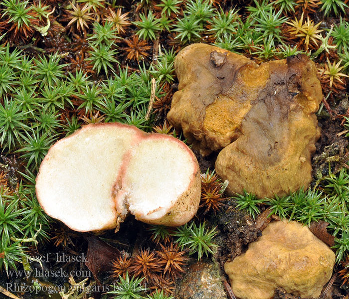 Rhizopogon vulgaris Rosa skægtrøfel Suonijänönmukula