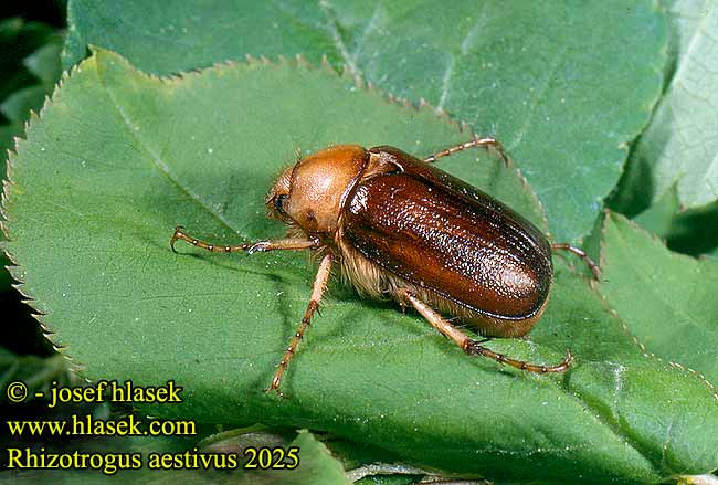Rhizotrogus aestivus 2025
