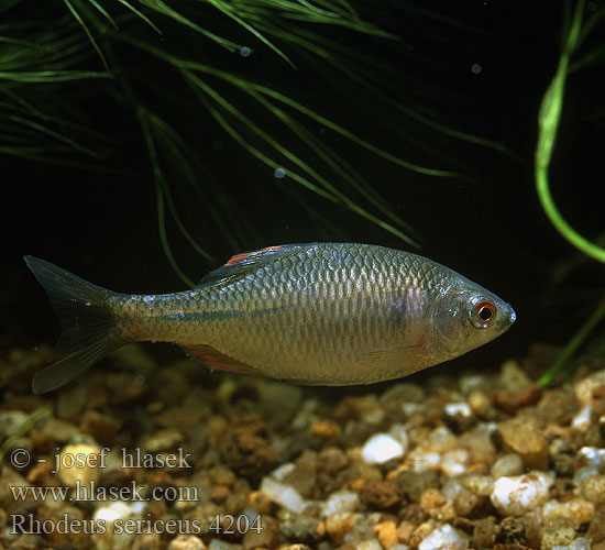 Hořavka duhová Amur Bitterling Bitter carp タナゴ