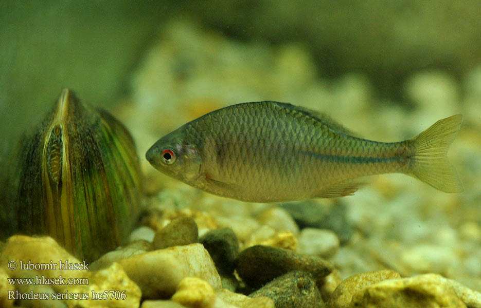 Amur Bitterling Bitter carp タナゴ Kartuolė Bittervoorn