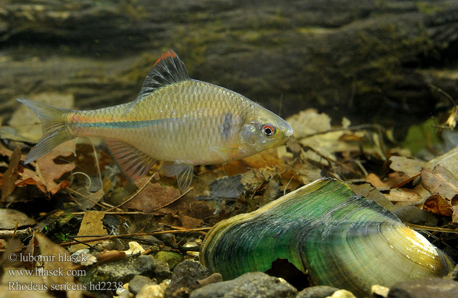 Rhodeus sericeus amarus Bitterling Горчивка