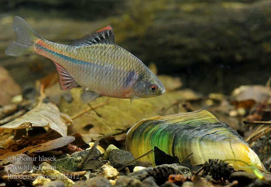 Гірчак Rhodeus sericeus amarus Bitterling Горчивка