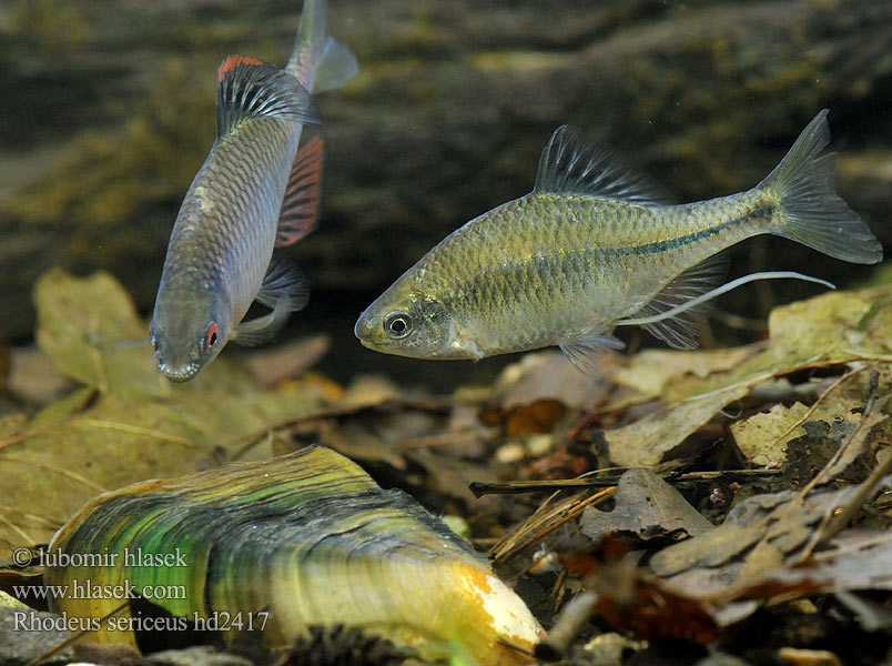 Rhodeus sericeus amarus Bitterling Горчивка