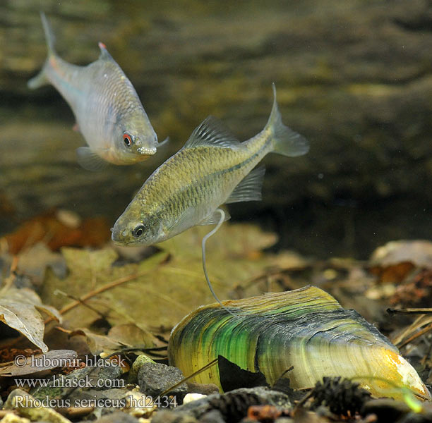 Rhodeus amarus sericeus Bitterling Горчивка