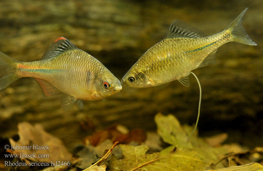 Amur Bitterling Bitter carp タナゴ Kartuolė Bittervoorn