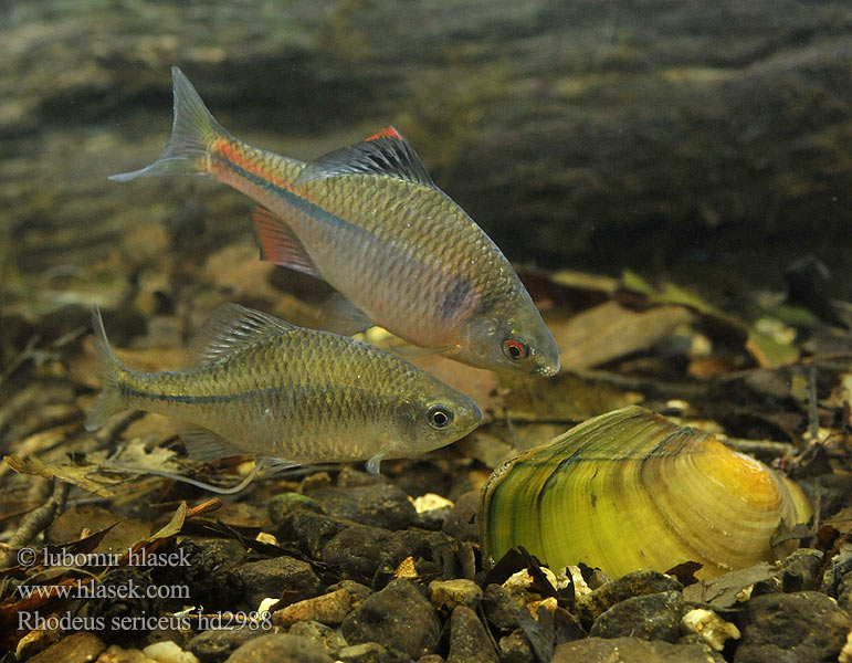 Lopatka dúhová Gavčica Rhodeus amarus sericeus Bitterling