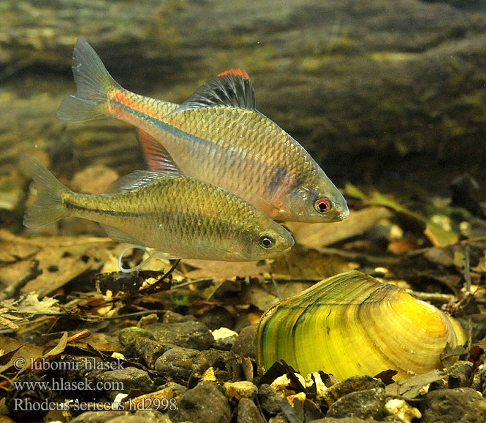 Rhodeus amarus sericeus Bitterling Горчивка