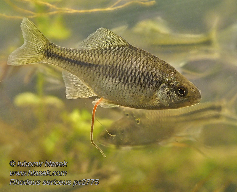 タナゴ Kartuolė Bittervoorn Różanka Rhodeus sericeus
