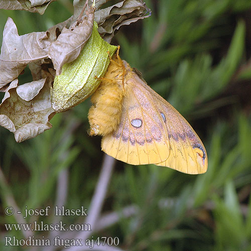 ウスタビガ Rhodinia fugax