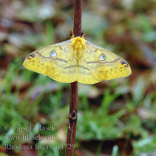 Rhodinia fugax ウスタビガ