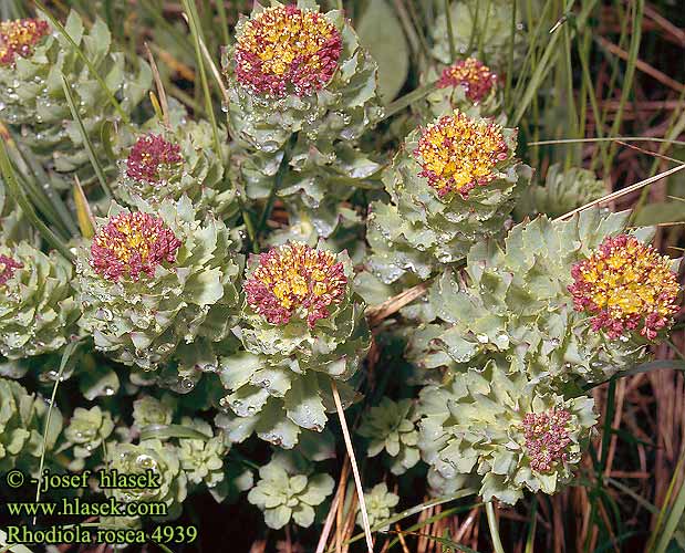 Rhodiola rosea Rosenwurz Ruusujuuri Rosenrot Różeniec górski