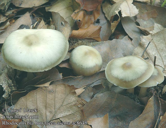 Rhodocollybia butyracea asema ac8645