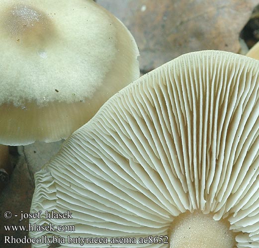 Rhodocollybia butyracea asema ac8652