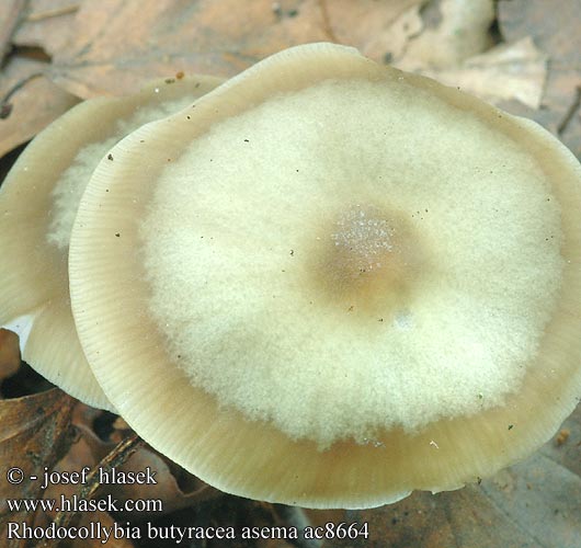 Rhodocollybia butyracea asema ac8664