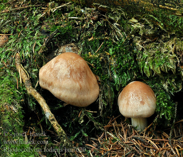 Rhodocollybia fodiens Penízovka nabodlá Kalchbrenner