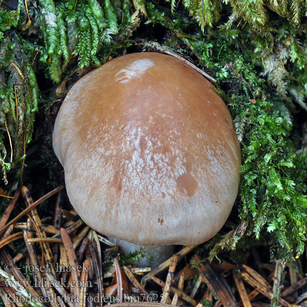 Rhodocollybia_fodiens_bm7625