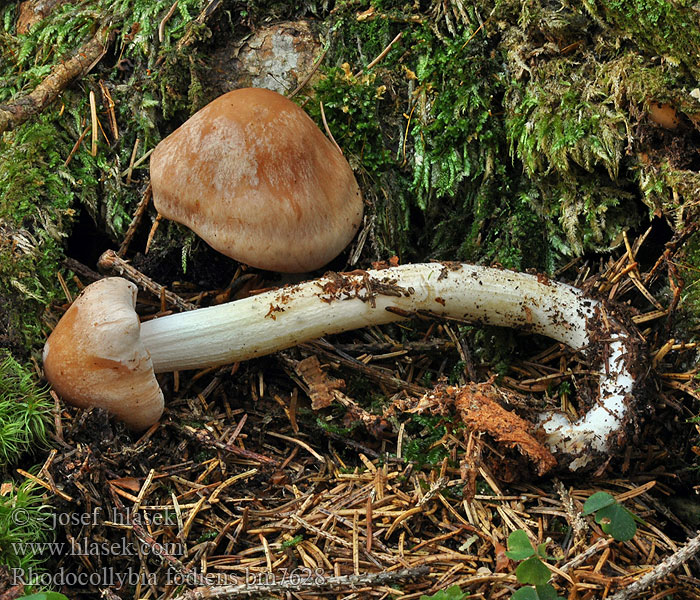 Rhodocollybia fodiens Penízovka nabodlá