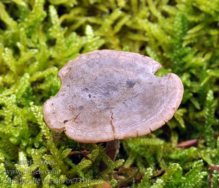 Rhodocybe caelata Rudoušek reliefový Rissiger Tellerling