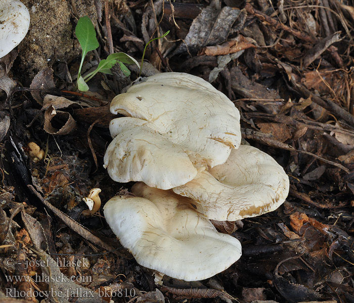 Rhodocybe fallax Rudoušek klamný