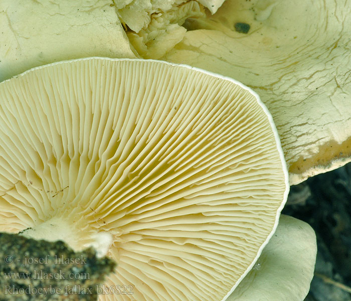 Rhodocybe fallax Rumieniak białawy