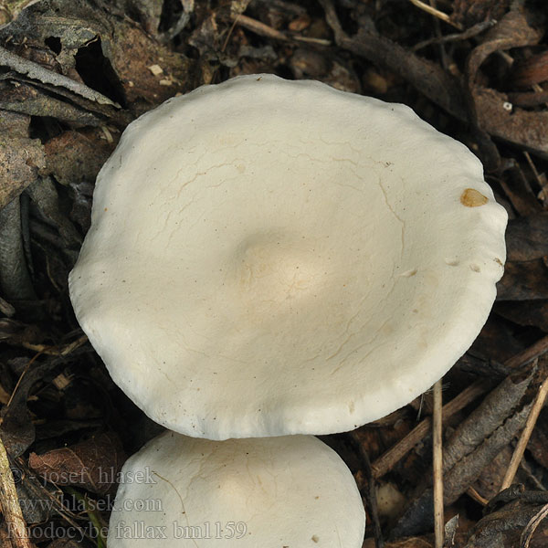 Rhodocybe fallax Valkomyyränlakki