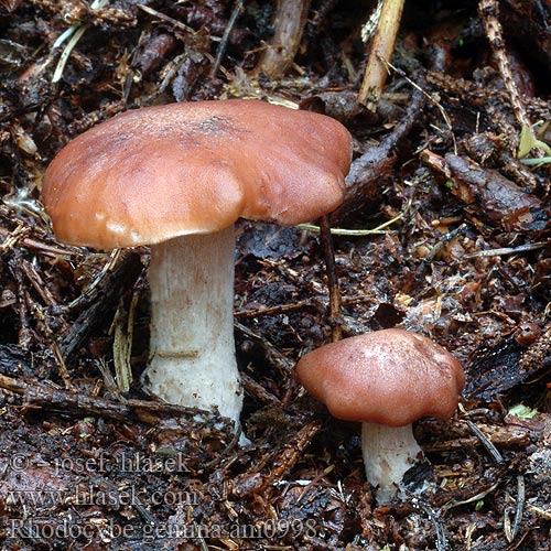 Rhodocybe gemina truncata Rudoušek uťatý Machovec obyčajný Kødfarvet troldhat Rumieniak gromadny Rhodocybe tronqué Würziger Tellerling Isomyyränlakki Pereszkés álcölöpgomba Zvegana rusoglavka Pluggmusseron