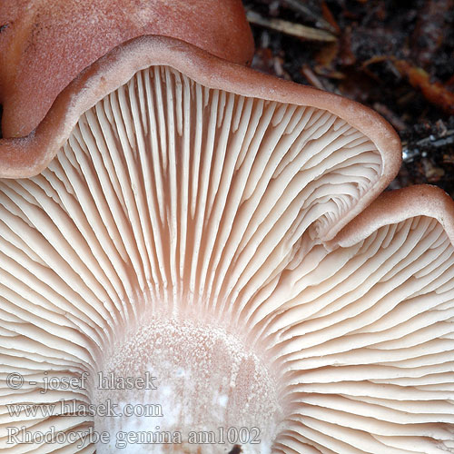 Würziger Tellerling Isomyyränlakki Pereszkés álcölöpgomba Zvegana rusoglavka Pluggmusseron Rhodocybe gemina truncata Rudoušek uťatý Machovec obyčajný Kødfarvet troldhat Rumieniak gromadny Rhodocybe tronqué