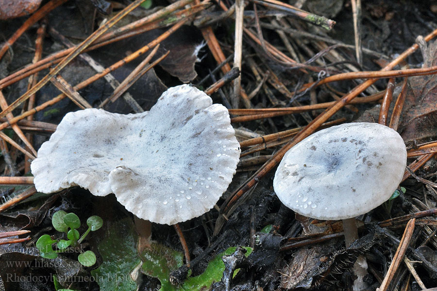 Rudoušek olovový Rhodocybe hirneola