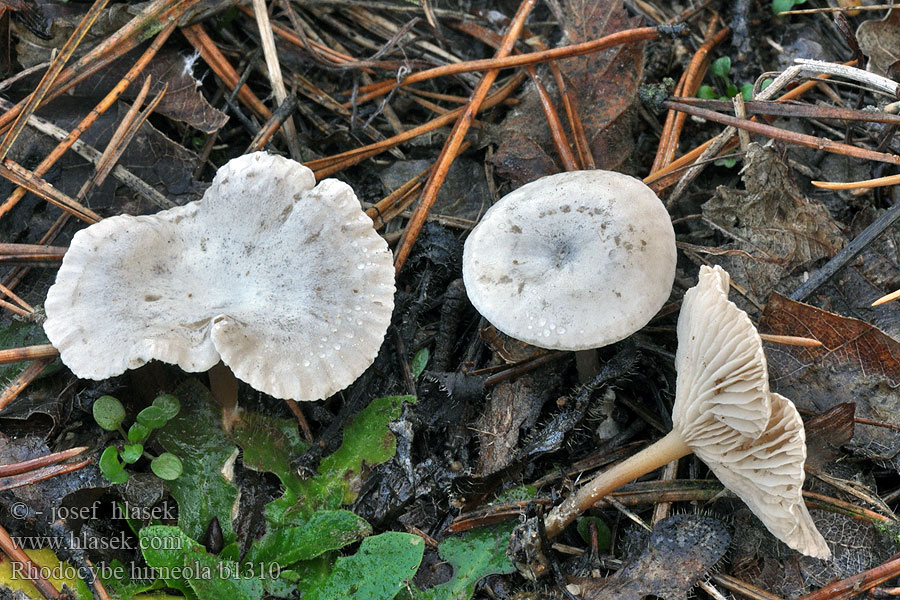 Glänzender Tellerling Rhodocybe hirneola