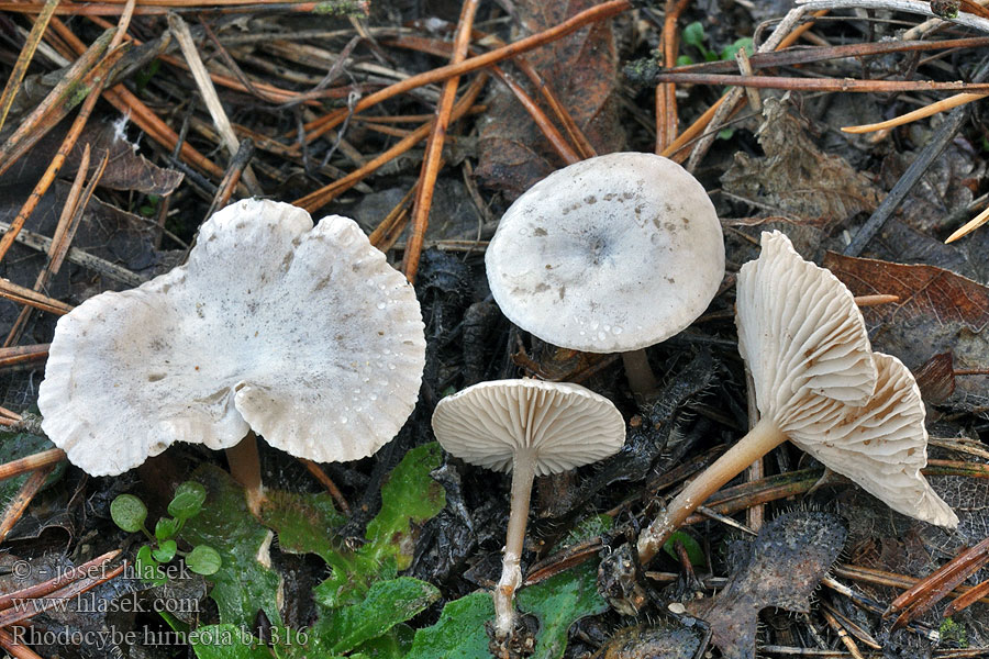 Grå troldhat Rhodocybe hirneola