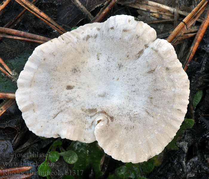 Glansrussling Rhodocybe hirneola