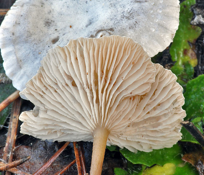 Fakó álcölöpgomba Rhodocybe hirneola