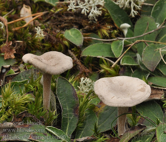 Rhodocybe hirneola Rudoušek olovový