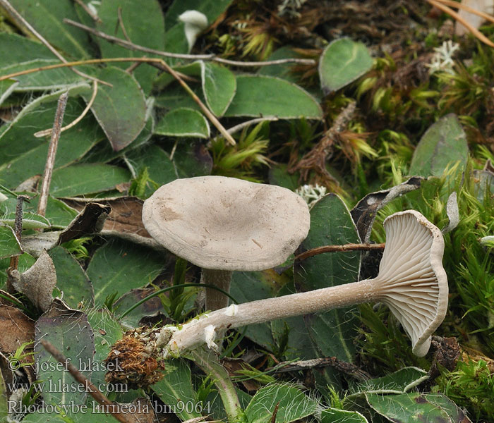 Rhodocybe hirneola Glänzender Tellerling