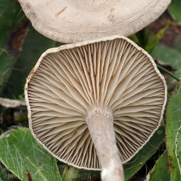 Rhodocybe hirneola Grå troldhat