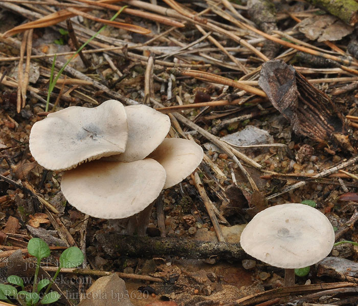 Rhodocybe hirneola Glansrussling