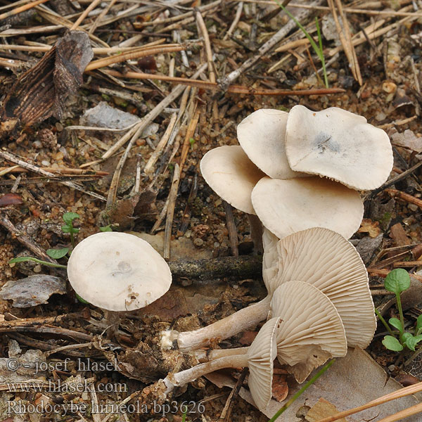 Rhodocybe hirneola Hopeamyyränlakki