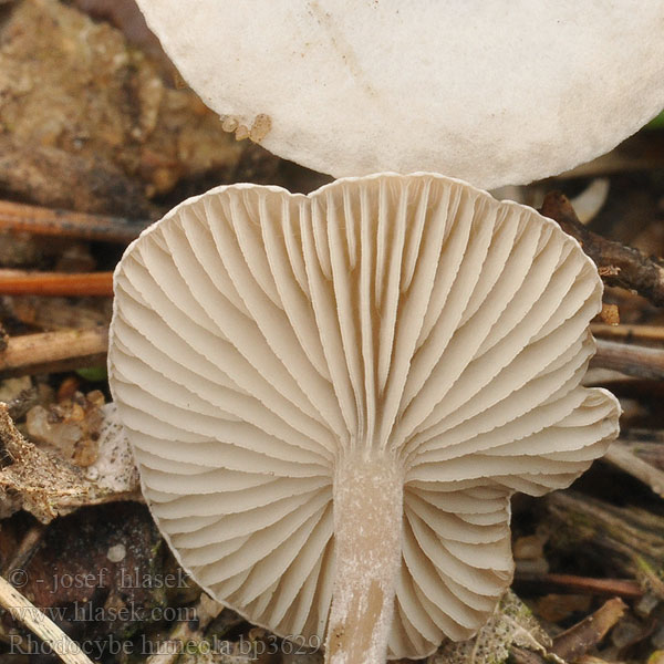 Rhodocybe hirneola Fakó álcölöpgomba