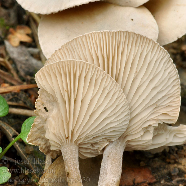 Rudoušek olovový Rhodocybe hirneola