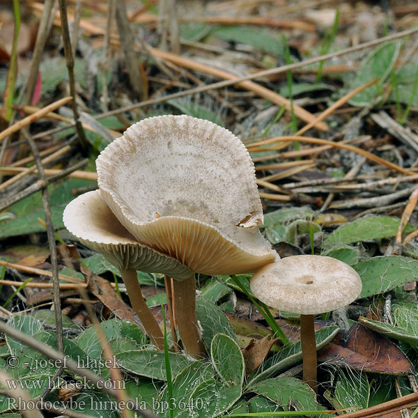 Glänzender Tellerling Rhodocybe hirneola