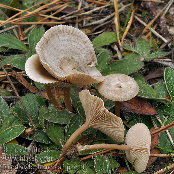 Grå troldhat Glansrussling Rhodocybe hirneola