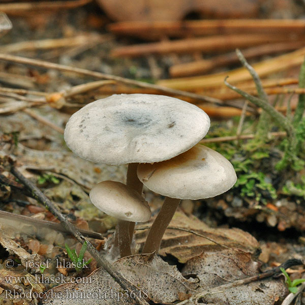 Hopeamyyränlakki Rhodocybe hirneola