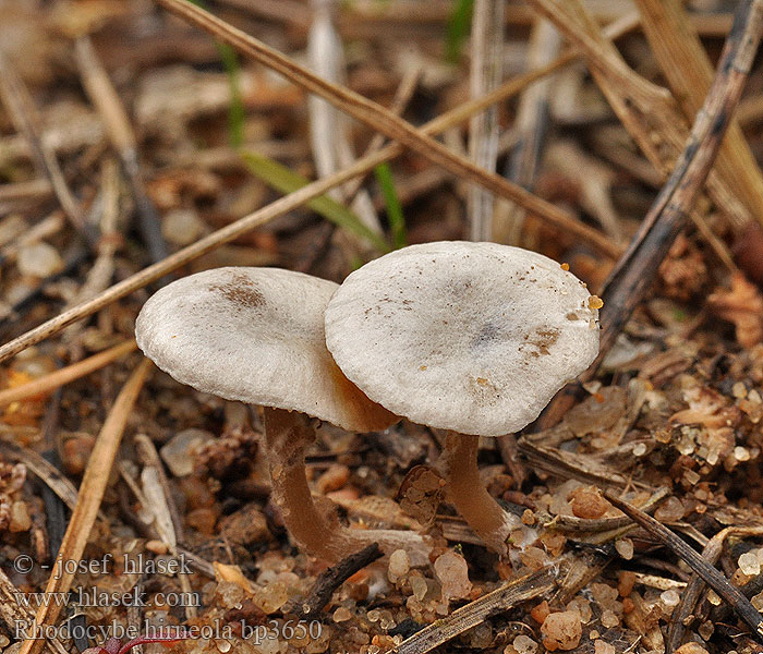 Fakó álcölöpgomba Rhodocybe hirneola