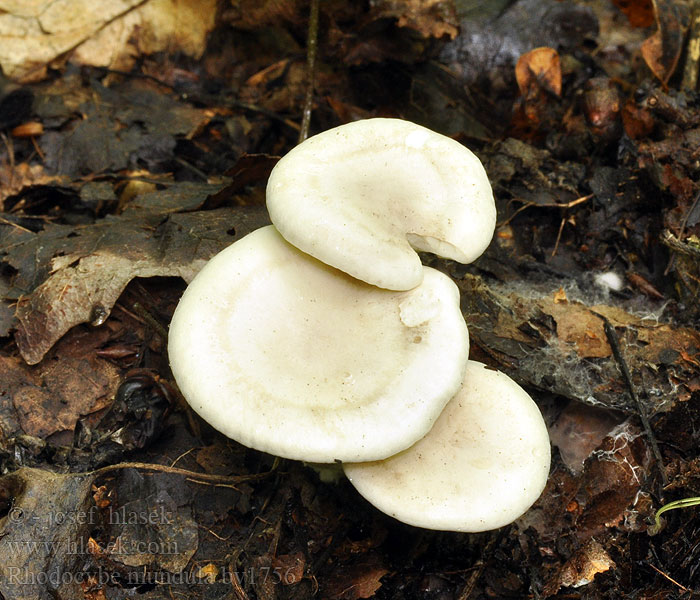 Rhodocybe mundula Rudoušek hořký Fleckender Tellerling