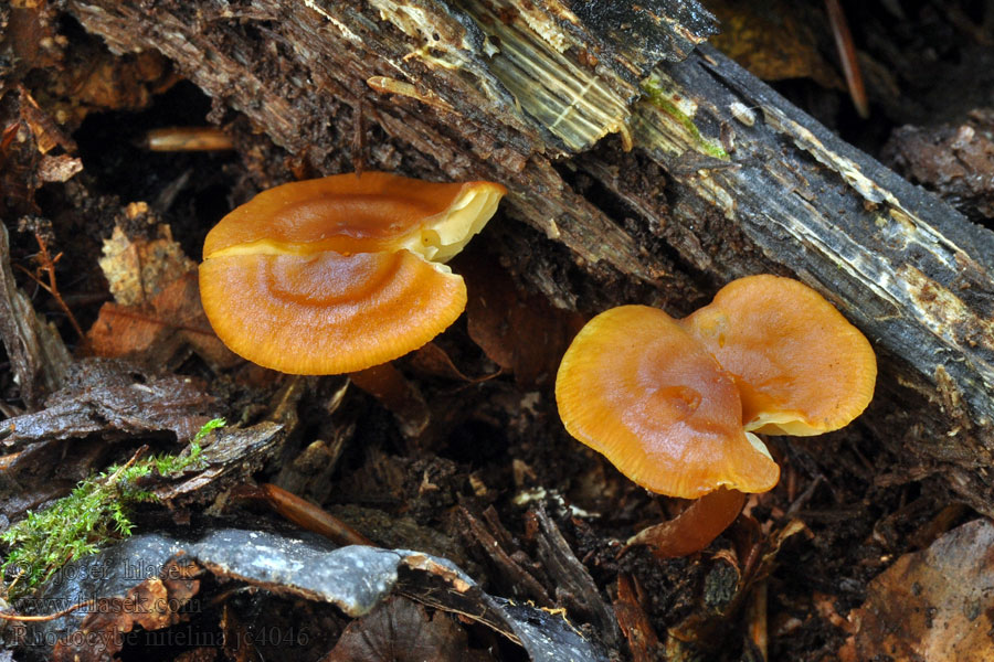 Rhodocybe nitelina Rudoušek lesklý Gelbfuchsiger Tellerling