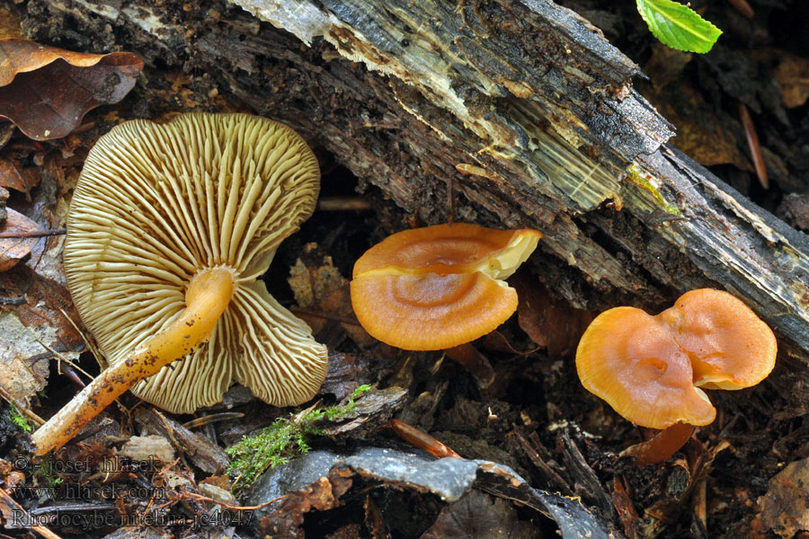 Rhodocybe nitelina Oranje zalmplaat Rumieniak czerwonawy