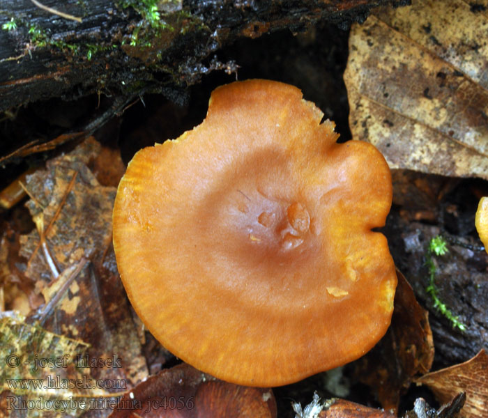 Rhodocybe nitelina Rudoušek lesklý Родоцибе блестящий