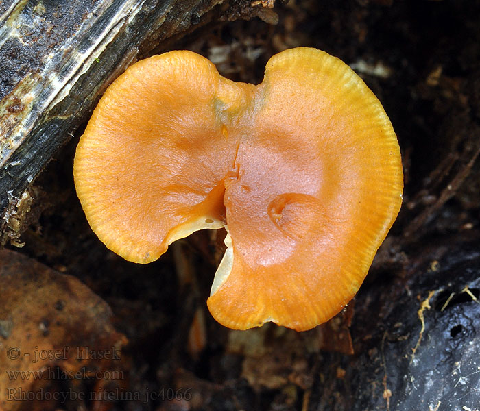 Gelbfuchsiger Tellerling Rhodocybe nitelina